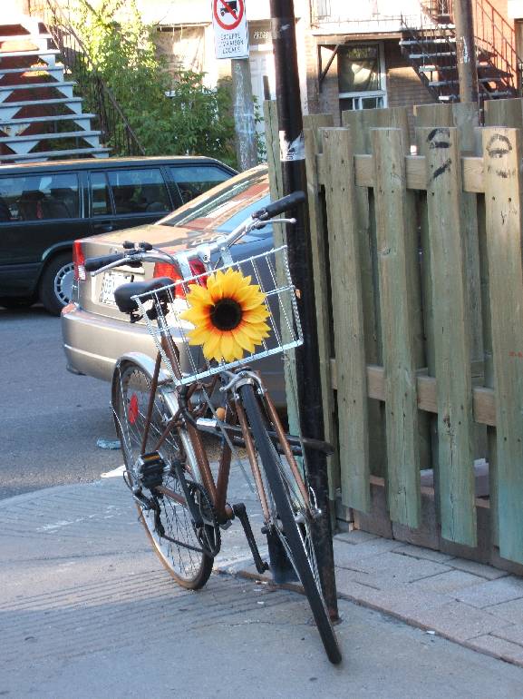 Fahrrad mit Sonnenblume am Korb. Foto: Paul Morf Gronert